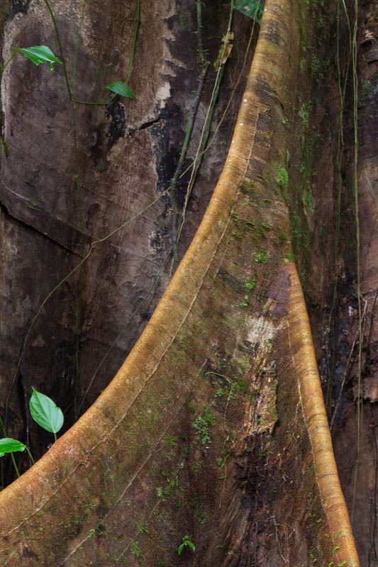Root Buttress