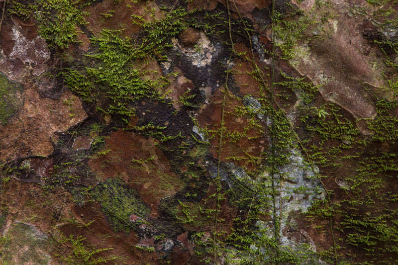 Lichen And Moss On Bark