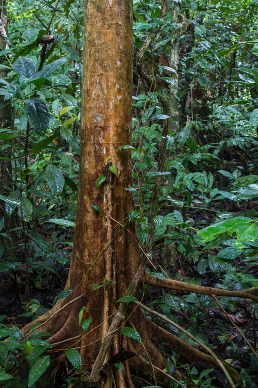 Tree Trunk