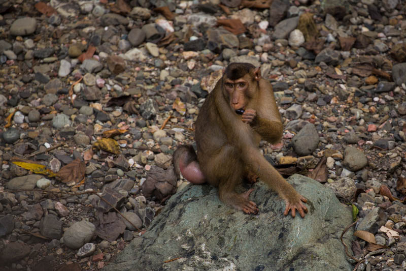 Sunda Pig-Tailed Macaque