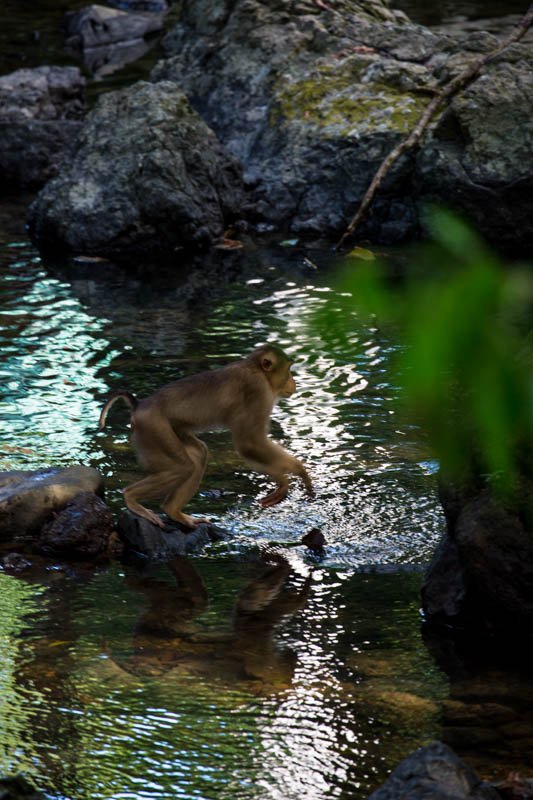 Sunda Pig-Tailed Macaque