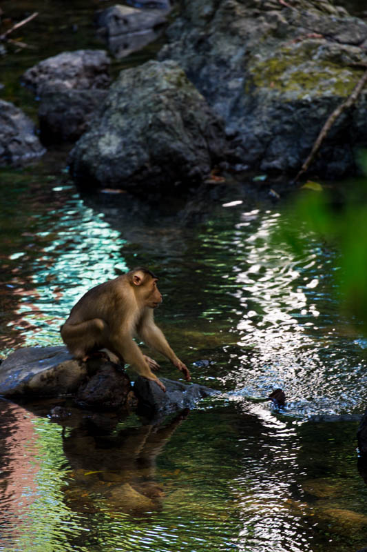 Sunda Pig-Tailed Macaque