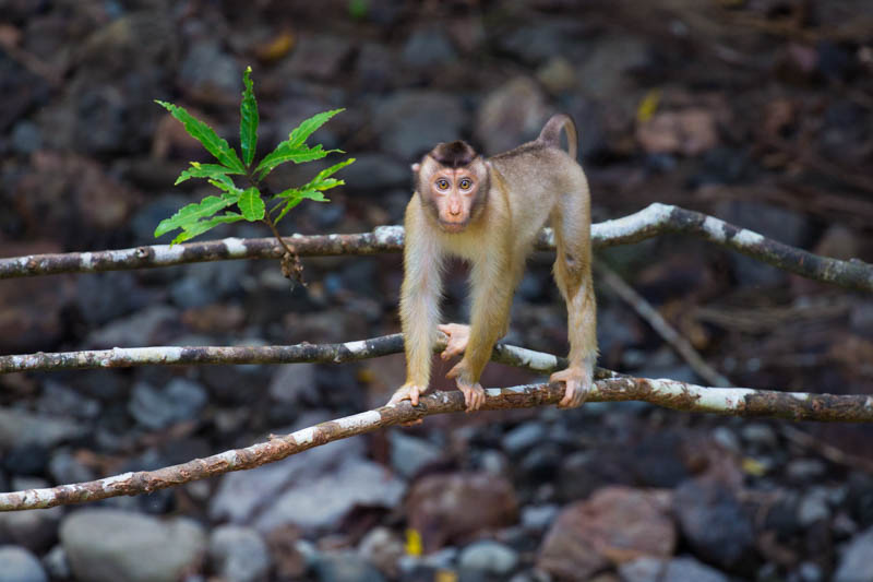 Sunda Pig-Tailed Macaque