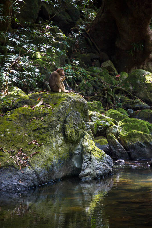 Sunda Pig-Tailed Macaque