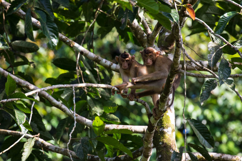 Sunda Pig-Tailed Macaques