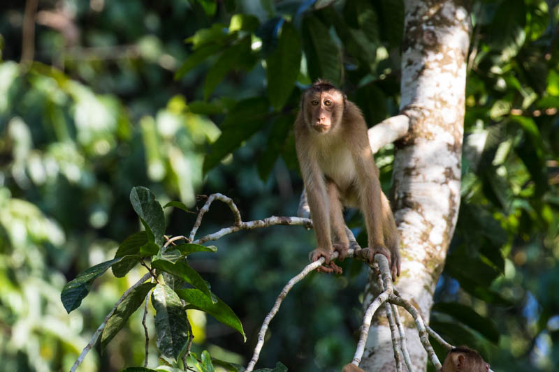 Sunda Pig-Tailed Macaque