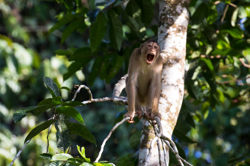 Sunda Pig-Tailed Macaque