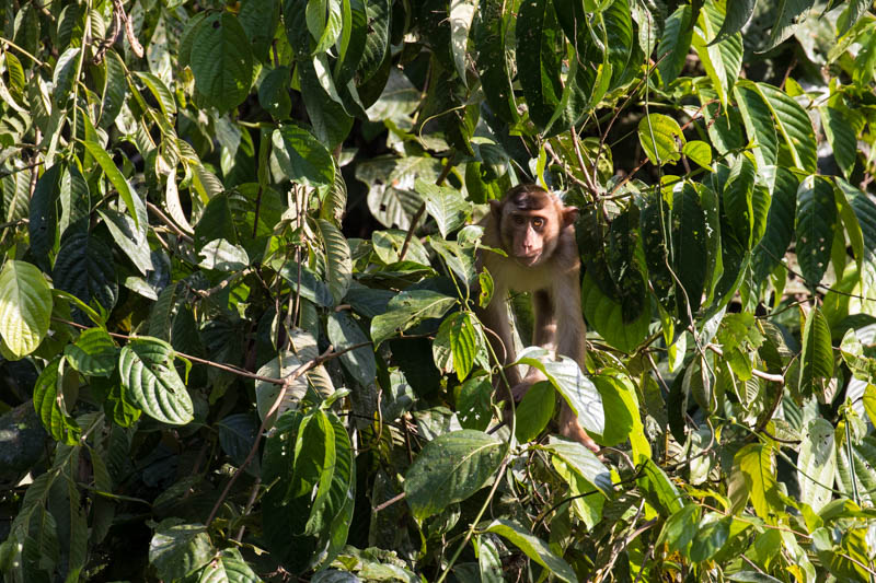 Sunda Pig-Tailed Macaque