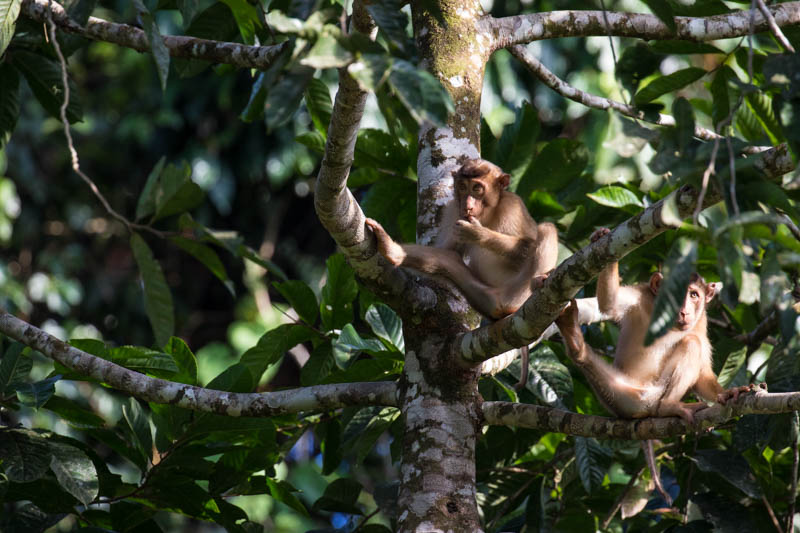 Sunda Pig-Tailed Macaques