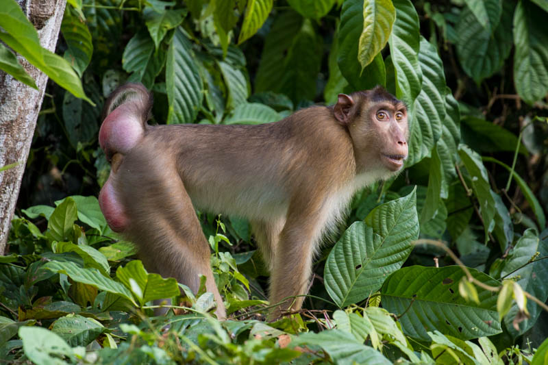 Sunda Pig-Tailed Macaque