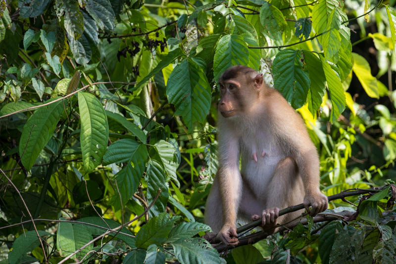 Sunda Pig-Tailed Macaque