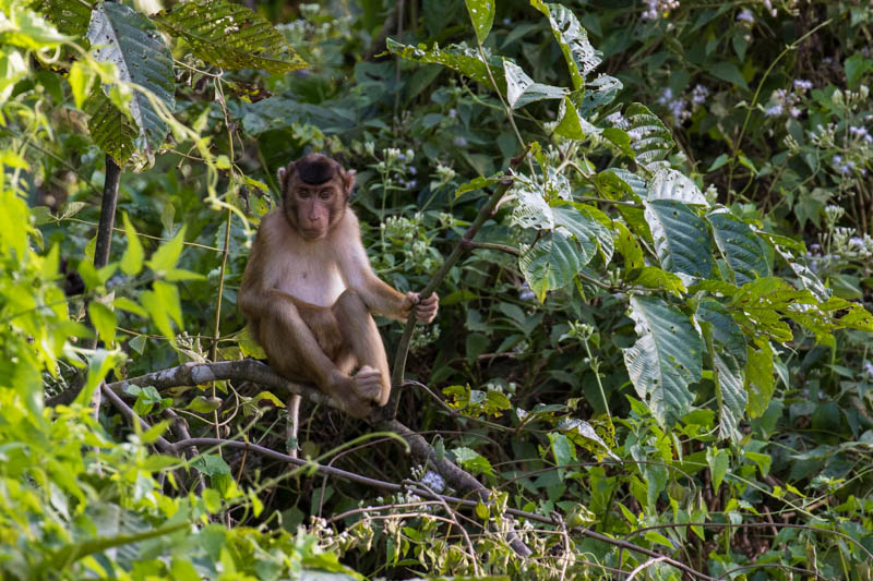 Sunda Pig-Tailed Macaque