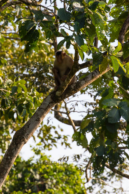 Sunda Pig-Tailed Macaque