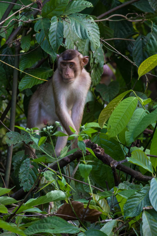 Sunda Pig-Tailed Macaque