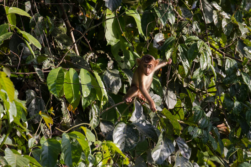 Sunda Pig-Tailed Macaque