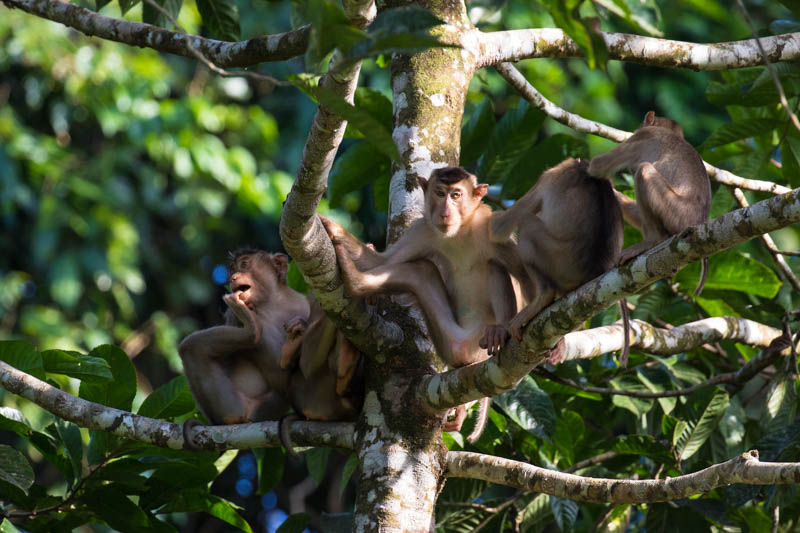 Sunda Pig-Tailed Macaques