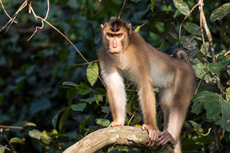 Sunda Pig-Tailed Macaque