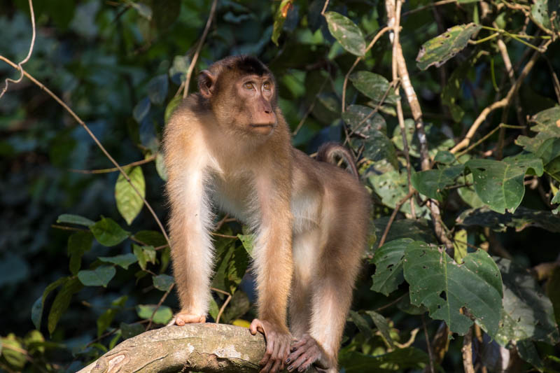 Sunda Pig-Tailed Macaque