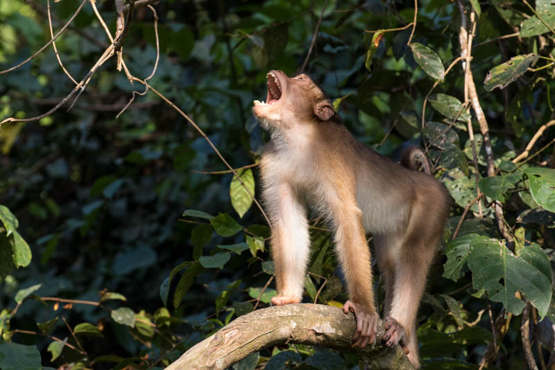 Sunda Pig-Tailed Macaque