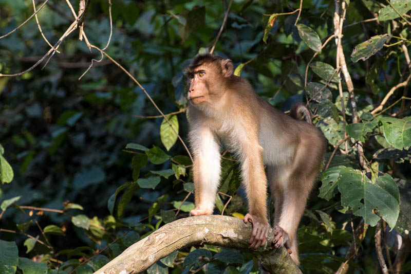 Sunda Pig-Tailed Macaque