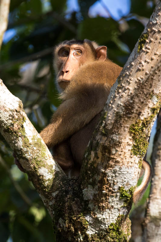 Sunda Pig-Tailed Macaque