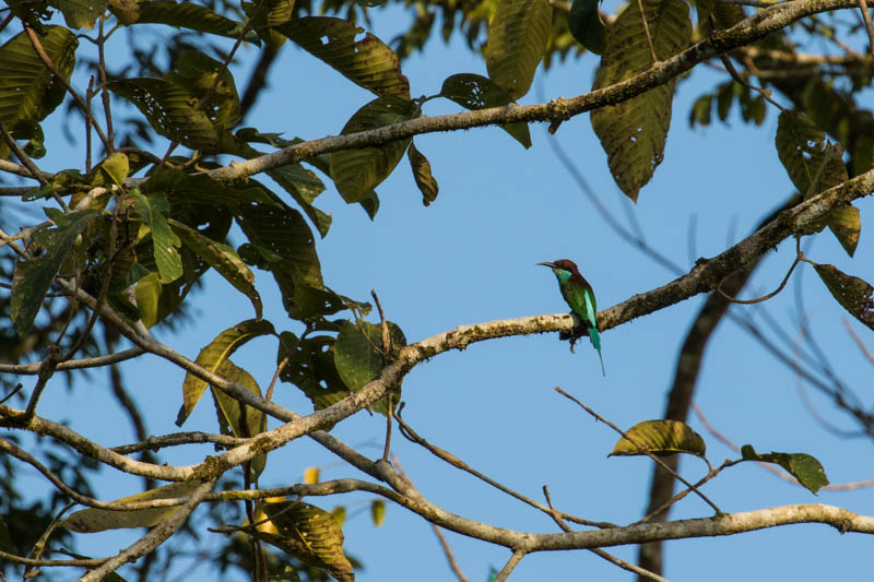 Blue-Throated Bee-Eater