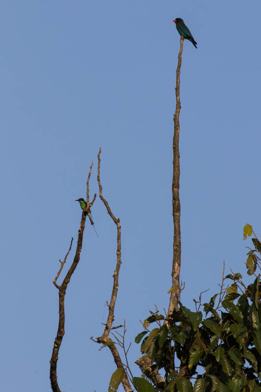 Blue-Throated Bee-Eater And Dollarbird