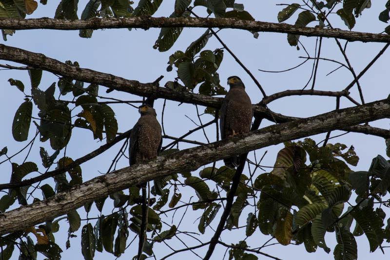 Crested Serpent-Eagles
