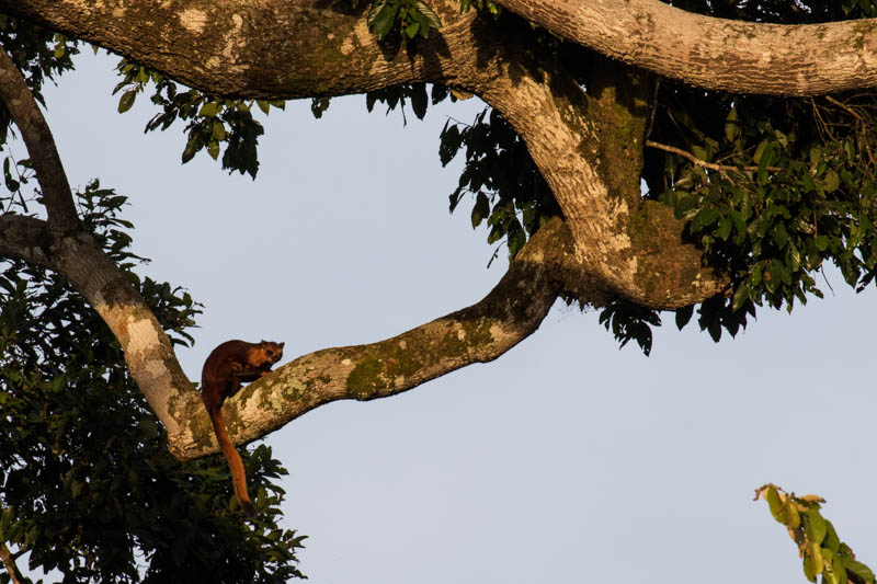 Red Giant Flying Squirrel