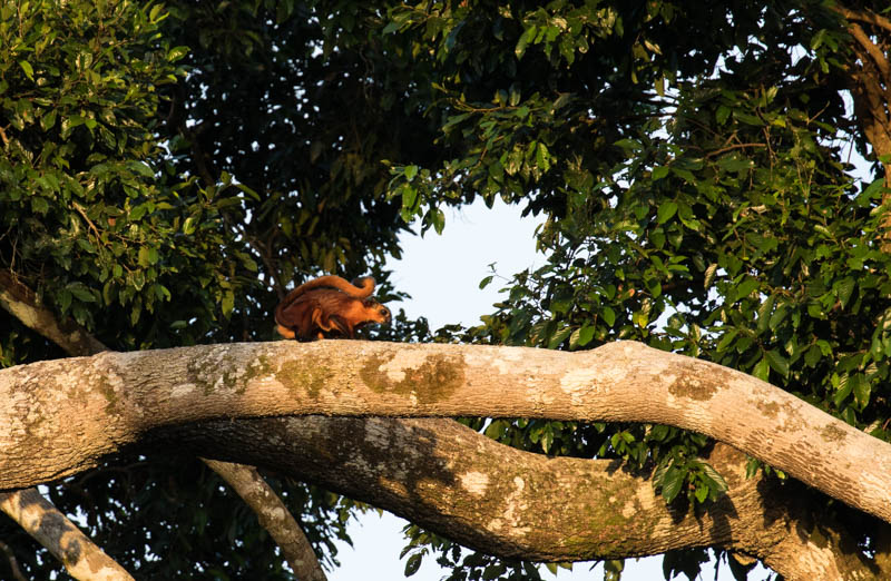 Red Giant Flying Squirrel