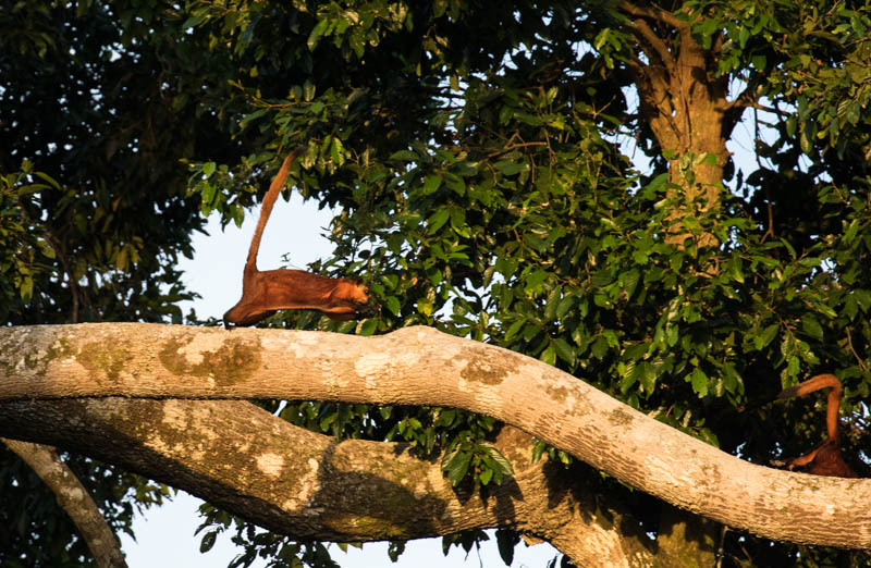 Red Giant Flying Squirrel