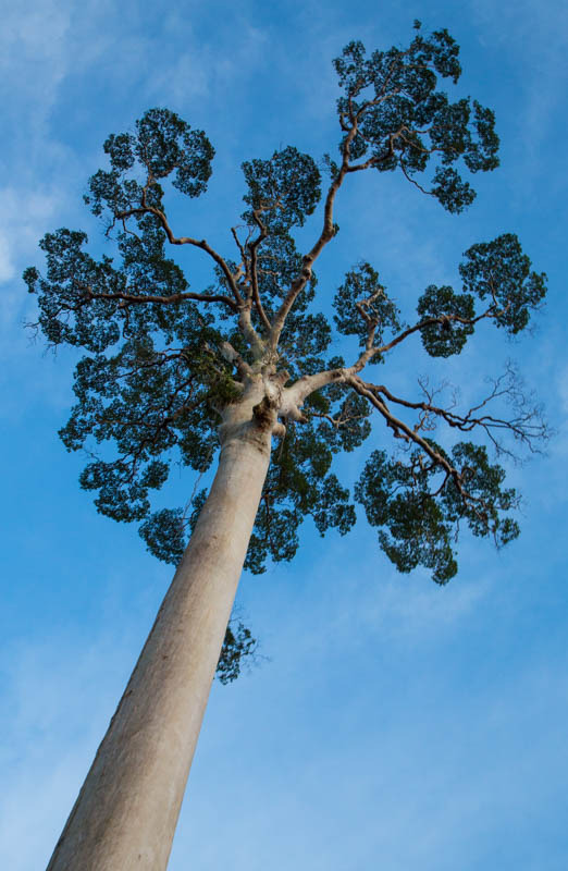 Tree With Spreading Branches