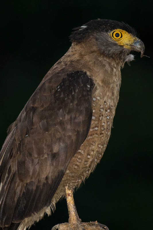 Crested Serpent-Eagle