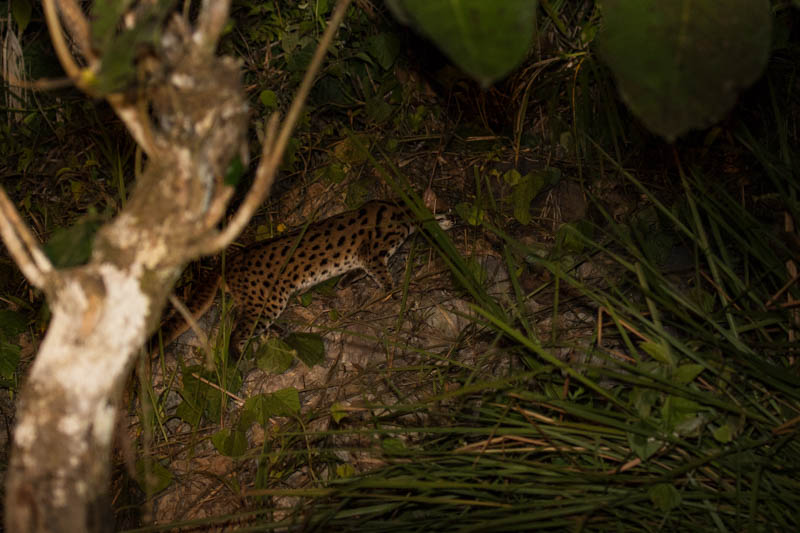 Leopard Cat