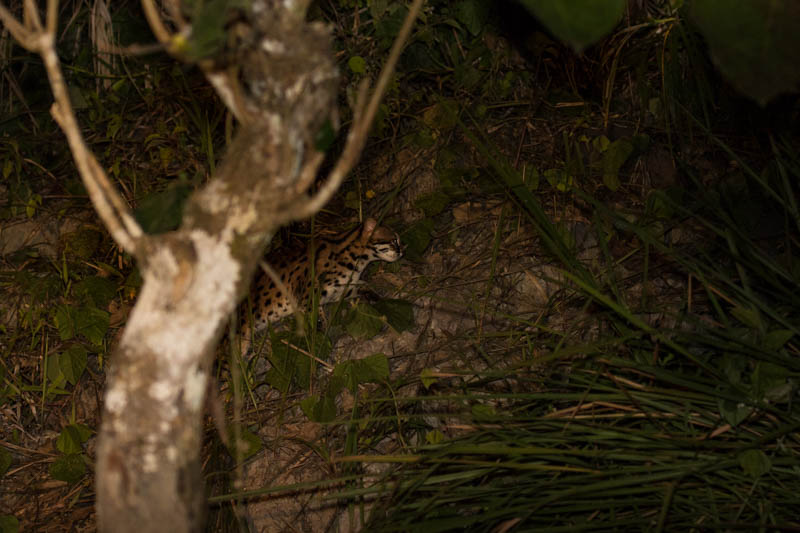 Leopard Cat