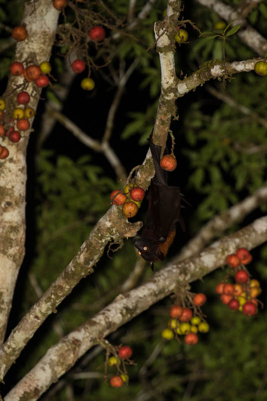 Large Flying Fox