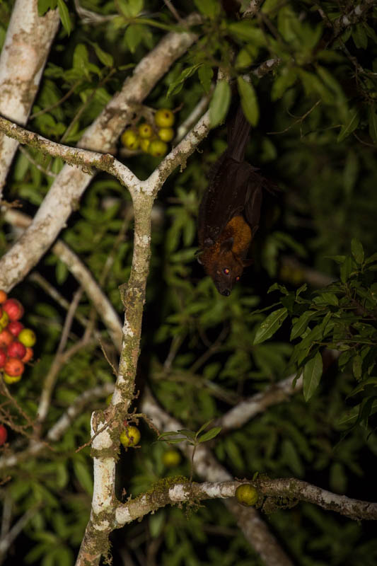 Large Flying Fox