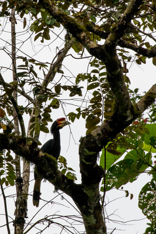 Rhinoceros Hornbill