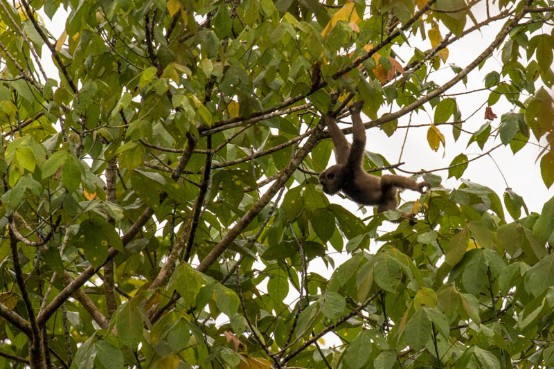 Bornean Gibbon