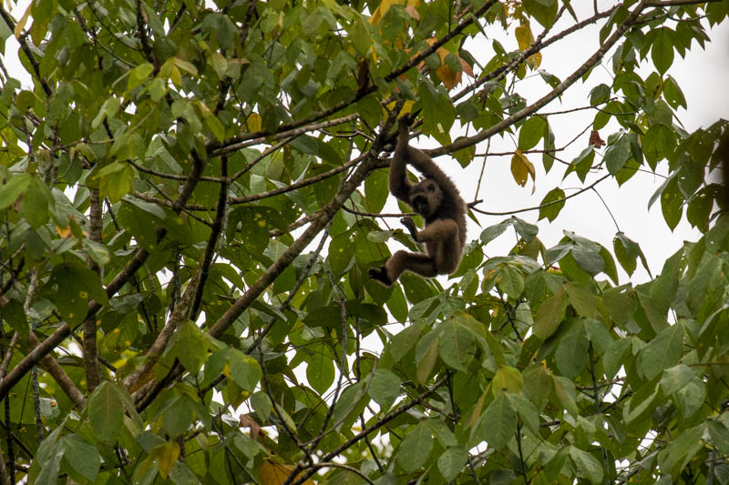 Bornean Gibbon