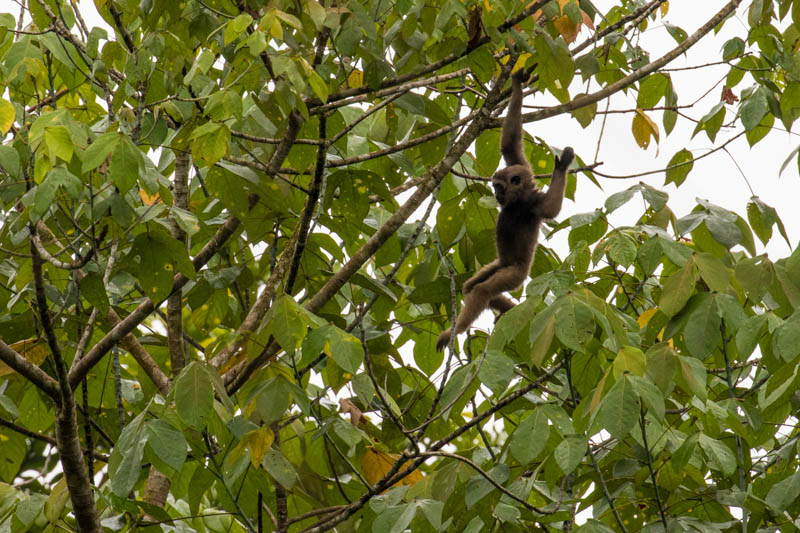 Bornean Gibbon