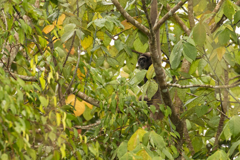 Bornean Gibbon