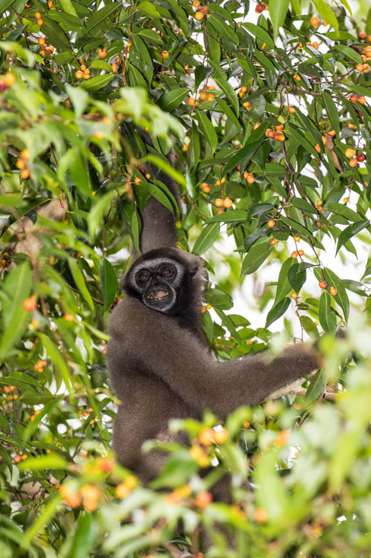 Bornean Gibbon