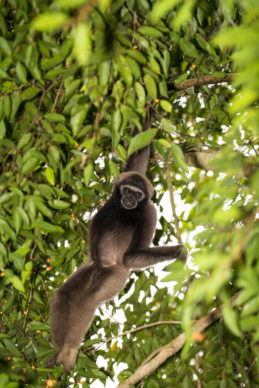 Bornean Gibbon