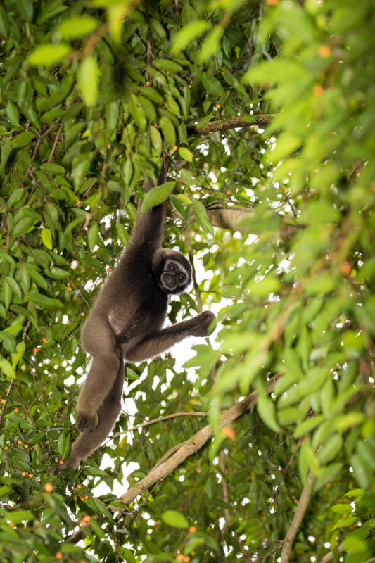 Bornean Gibbon