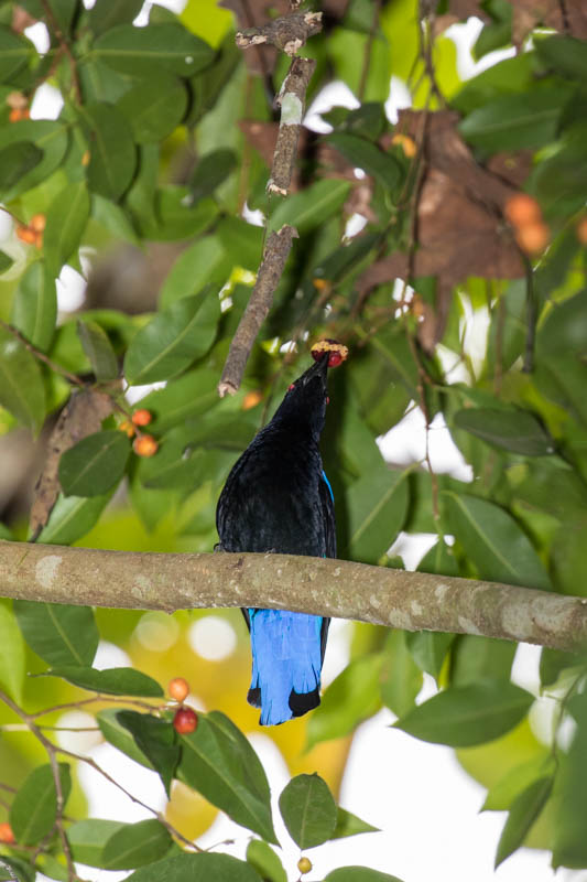 Asian Fairy-Bluebird