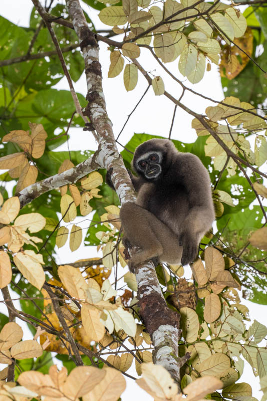 Bornean Gibbon