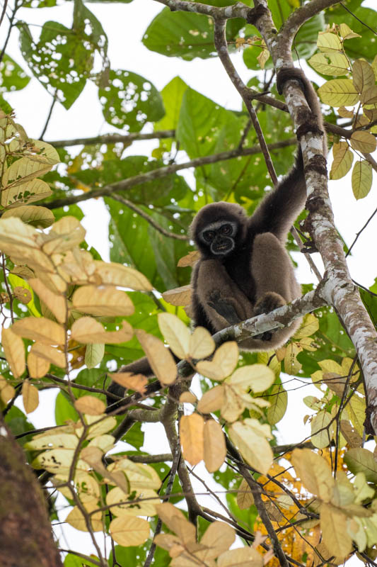 Bornean Gibbon