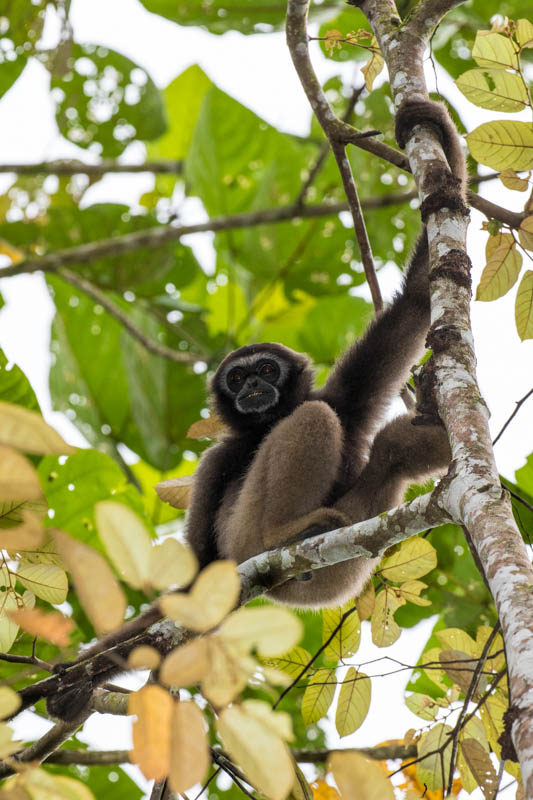 Bornean Gibbon