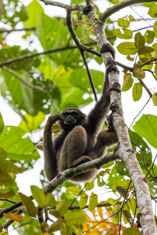 Bornean Gibbon